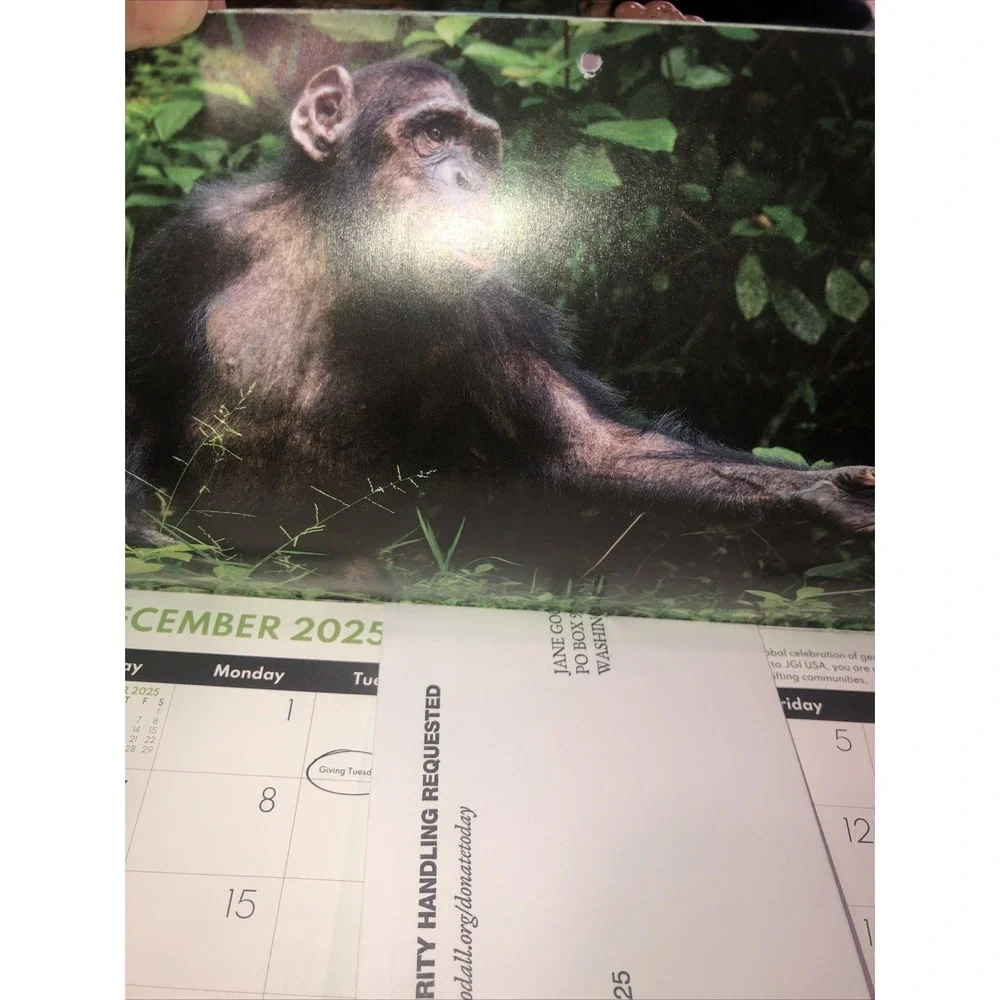 Jane Goodall Institute Apes & Chimps - 2026 SMALL Wall Calendar 17 Months NEW